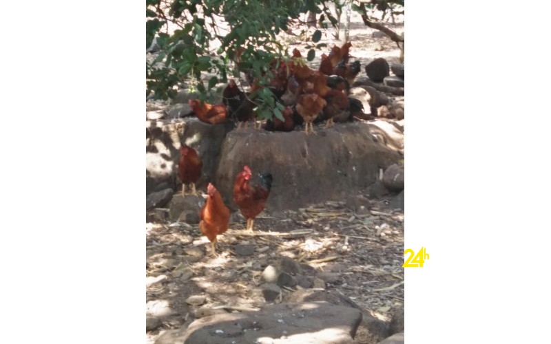 Chuyên cung cấp gà trống thiến thả vườn