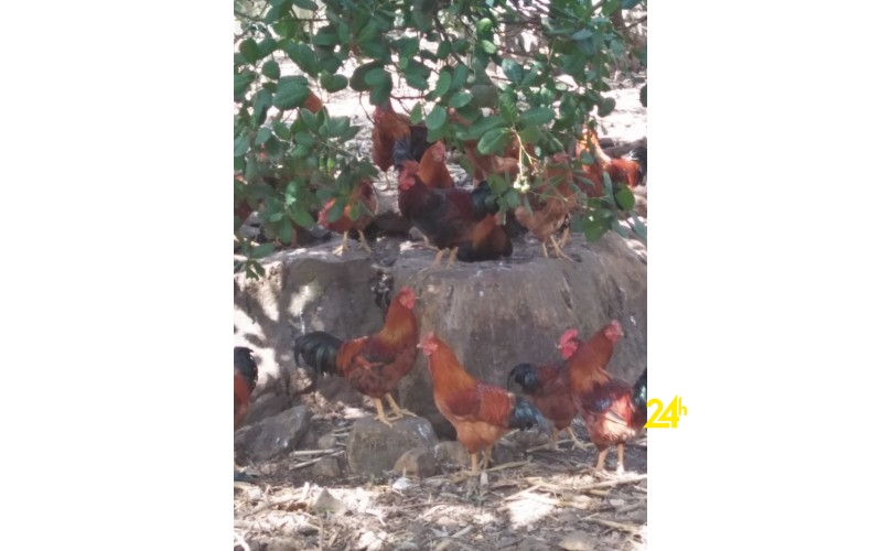 Chuyên cung cấp gà trống thiến thả vườn