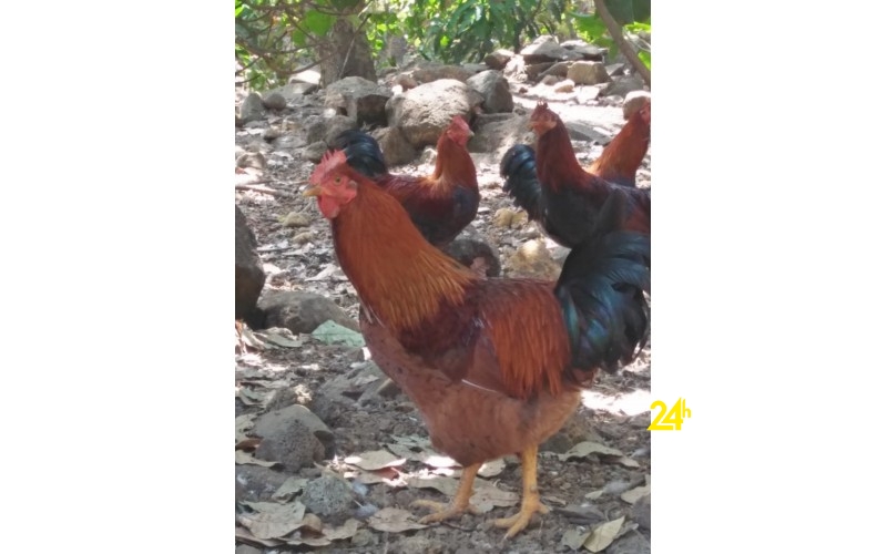 Chuyên cung cấp gà trống thiến thả vườn
