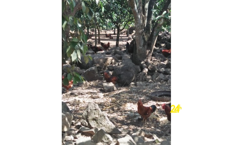 Chuyên cung cấp gà trống thiến thả vườn