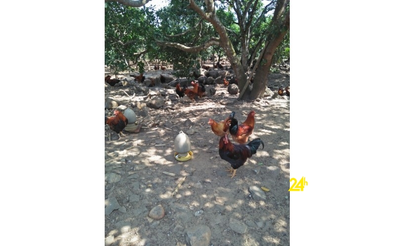 Chuyên cung cấp gà trống thiến thả vườn