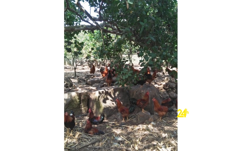 Chuyên cung cấp gà trống thiến thả vườn