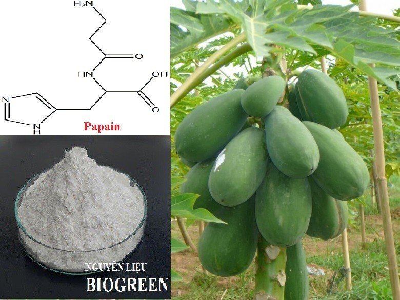 Bán Enzyme Papain phân hủy các loại tảo xấu, các vi sinh vật gây bất lợi cho thủy sản