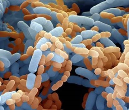 Bán nguyên liệu men vi sinh Lactobacillus paracasei, Lactobacillus casei, Lactobaillus rhmanosus
