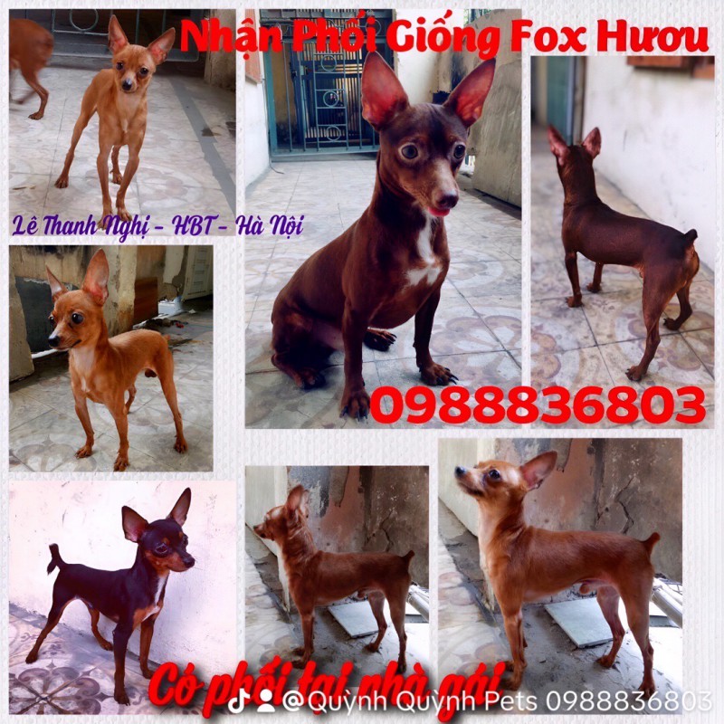 Phối giống Fox Hươu. 0988836803