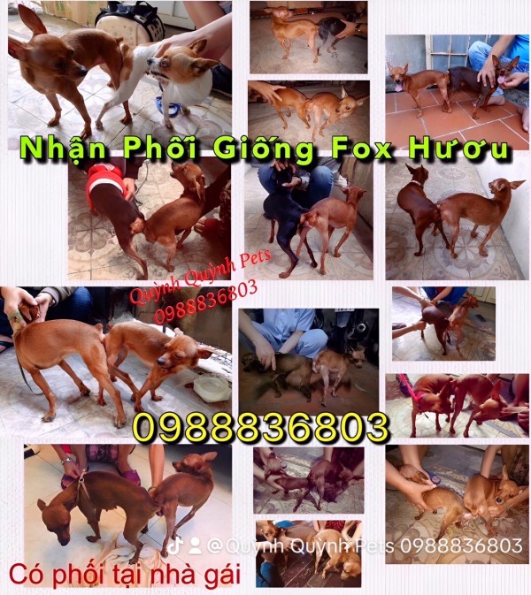 Phối giống Fox Hươu. 0988836803