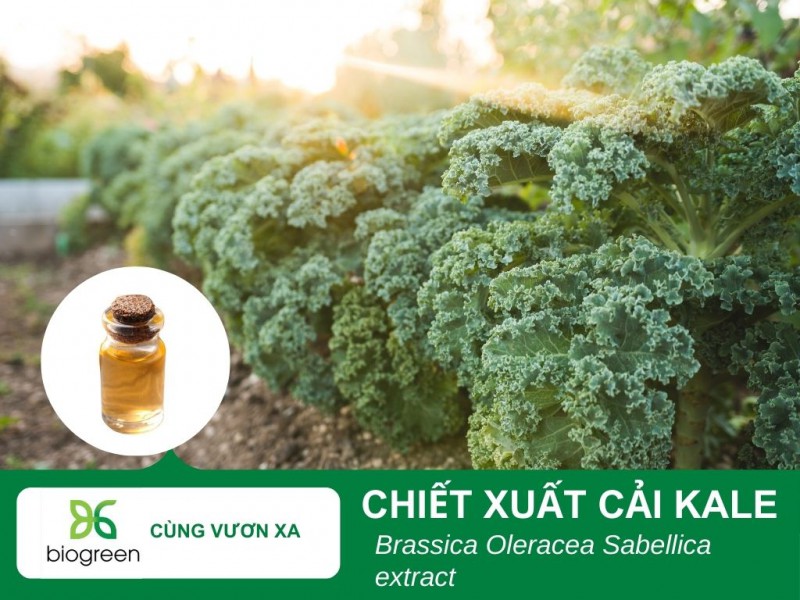 Tác dụng làm đẹp của chiết xuất cải Kale