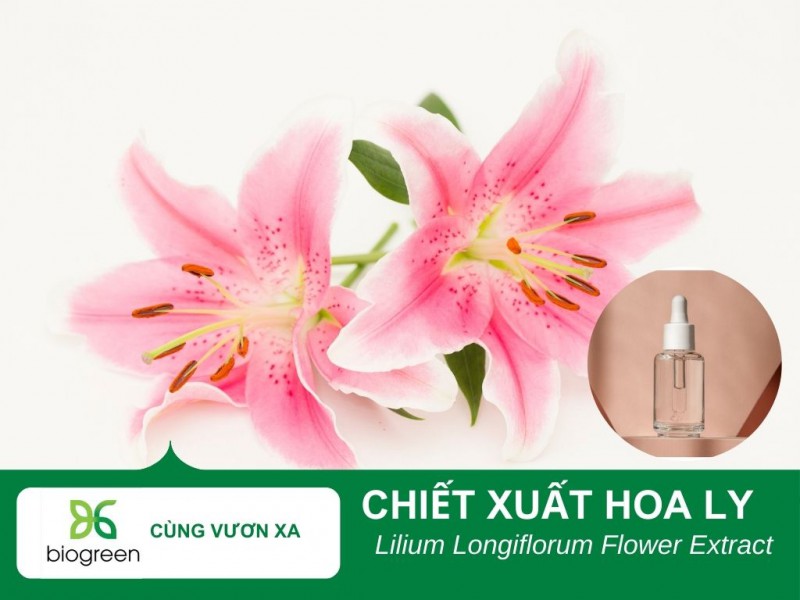 Tác dụng làm đẹp của chiết xuất hoa ly