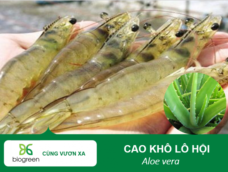 Bán cao khô Nha đam kháng khuẩn, ngừa nấm cho tôm