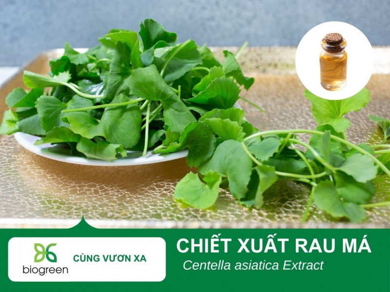 Tác Dụng Làm Đẹp của Chiết Xuất Rau Má