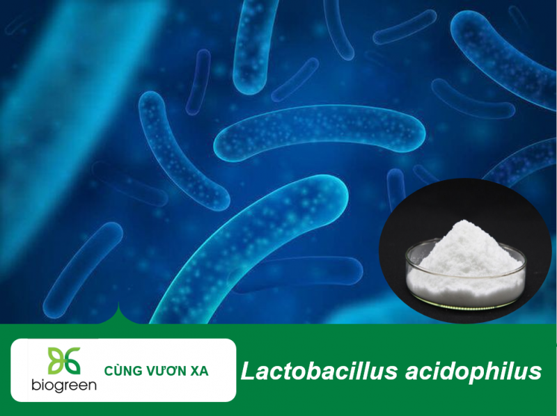 Vai trò của lợi khuẩn Lactobacillus acidophilus trong hỗ trợ và cải thiện hệ tiêu hóa