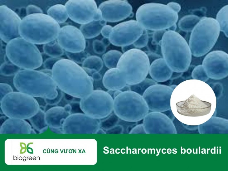 Saccharomyces boulardii hỗ trợ giảm tiêu chảy do dùng kháng sinh