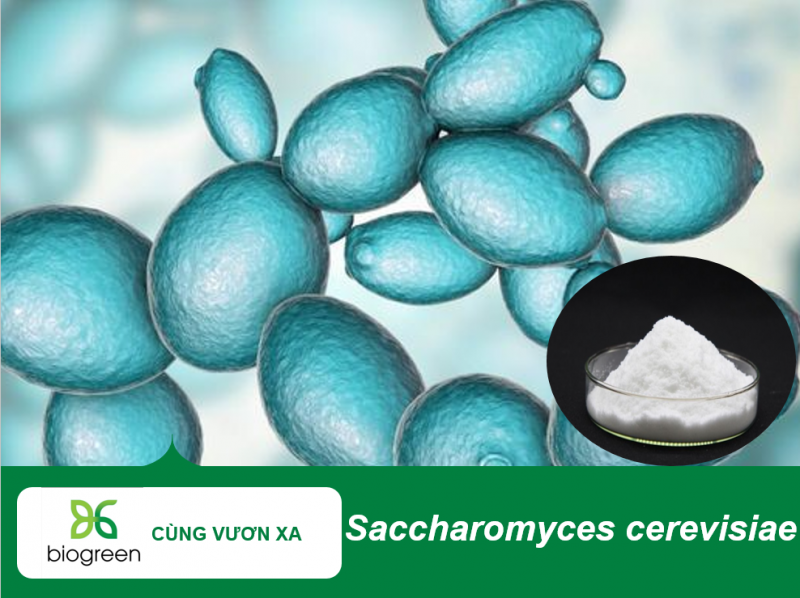 Saccharomyces cerevisiae tăng cường miễn dịch, hỗ trợ tiêu hóa