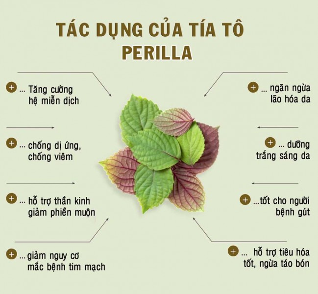  Bột Tía Tô - Sự lựa chọn hoàn hảo cho sức khỏe và sắc đẹp từ thiên nhiên