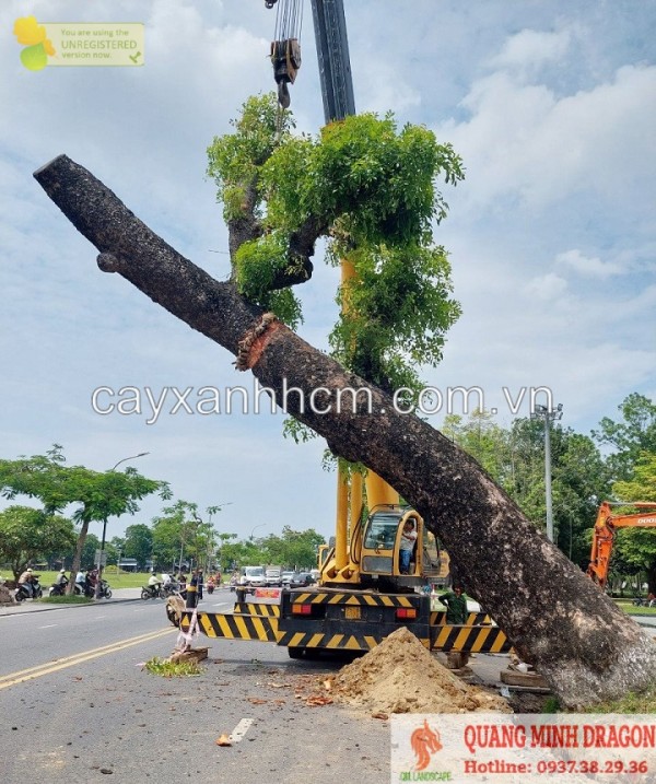 Dịch vụ cắt tỉa cành cây mùa mưa bão ở Đồng Nai giá rẻ