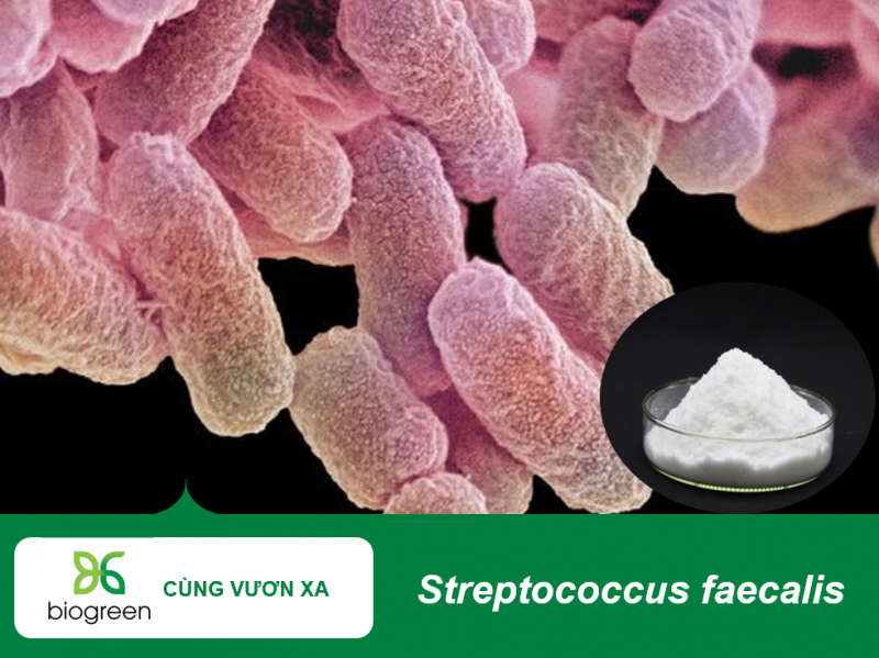 Cung Cấp Streptococcus faecalis Cho Sản Xuất Dược Phẩm Và Thực Phẩm Chức Năng