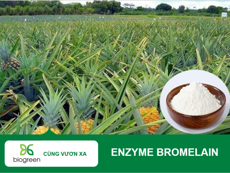 Enzyme Bromelain Cho Sản Xuất Dược Phẩm – Chất Lượng Cao, Giá Cạnh Tranh