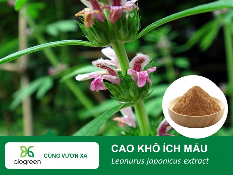 Cao Khô Ích Mẫu - Hỗ Trợ Cân Bằng Nội Tiết Cho Sức Khỏe Phụ Nữ