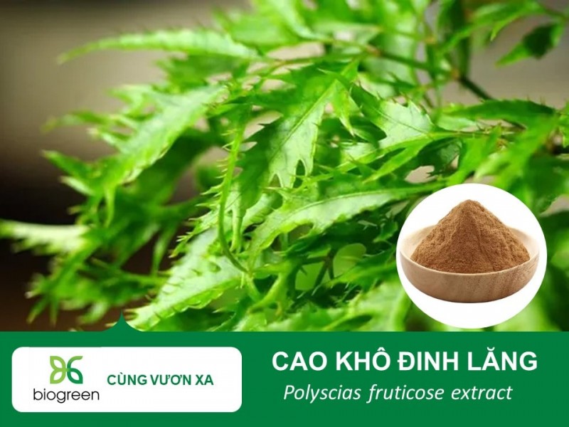 Đặt Mua Cao Khô Đinh Lăng Chính Hãng, Giá Cả Hợp Lý