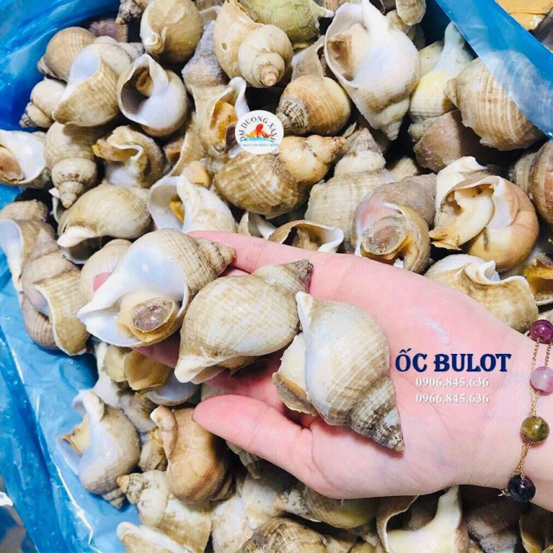 ốc bulot Pháp là gi