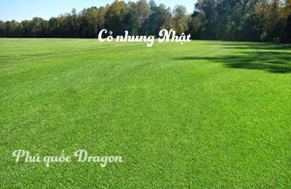 Bán cỏ nhung Nhật, cỏ sân golf, sân banh giá rẻ tại Đồng Nai, Long An