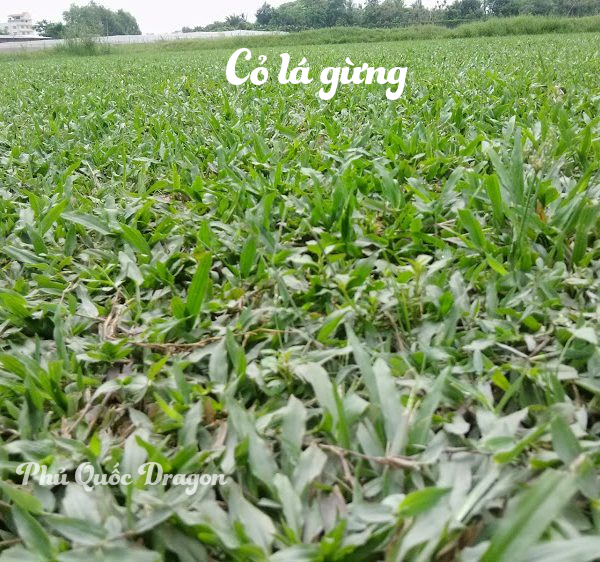 Cung cấp cỏ lá gừng Thái Lan ở Đồng Nai, Long An giá rẻ