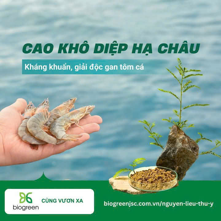 Bán cao khô Diệp hạ châu kháng khuẩn, giải độc gan cho tôm cá