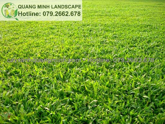 Bán cỏ lá gừng Thái Lan đạt chuẩn ở Đồng Nai, HCM