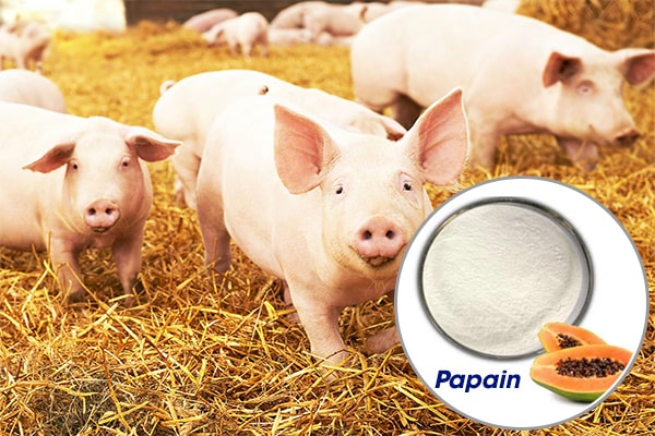 Papain - Enzyme Tiêu Hóa Tự Nhiên Mạnh Mẽ cho Chăn Nuôi Thú Y