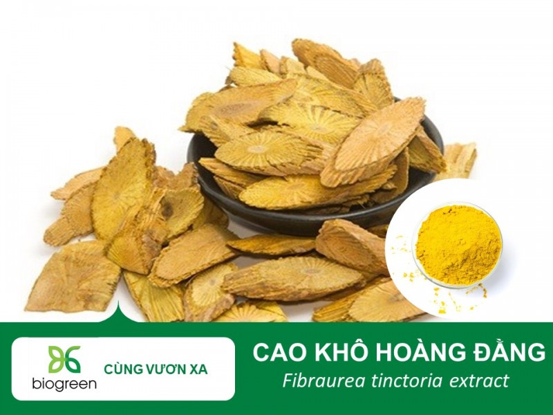 Nhận Cung Cấp Cao Khô Hoàng Đằng Số Lượng Lớn - Hỗ Trợ Kỹ Thuật