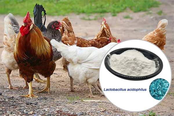 Lactobacillus acidophilus – Giải Pháp Tăng Năng Suất và Bảo Vệ Sức Khỏe Vật Nuôi 