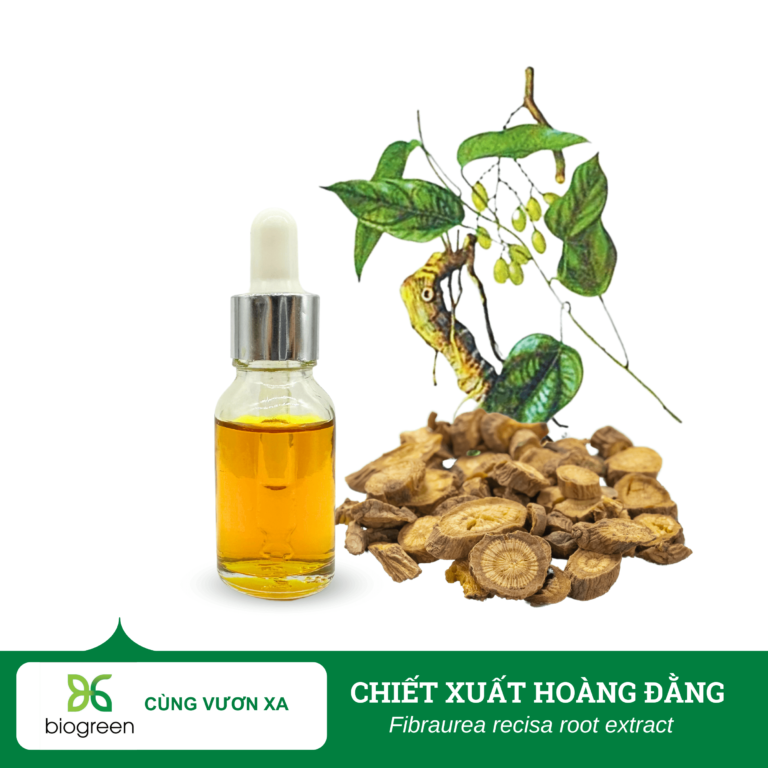Chiết Xuất Hoàng Đằng – Giải Pháp Tự Nhiên Cho Da Mụn Và Viêm Da