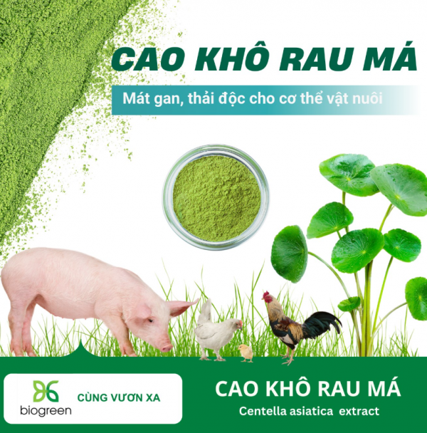 Vị thuốc giải nhiệt, giảm viêm đường hô hấp cho vật nuôi trong mùa nóng