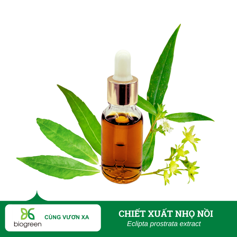 Chiết Xuất Cỏ Nhọ Nồi – Bí Quyết Làm Đẹp Từ Thiên Nhiên 