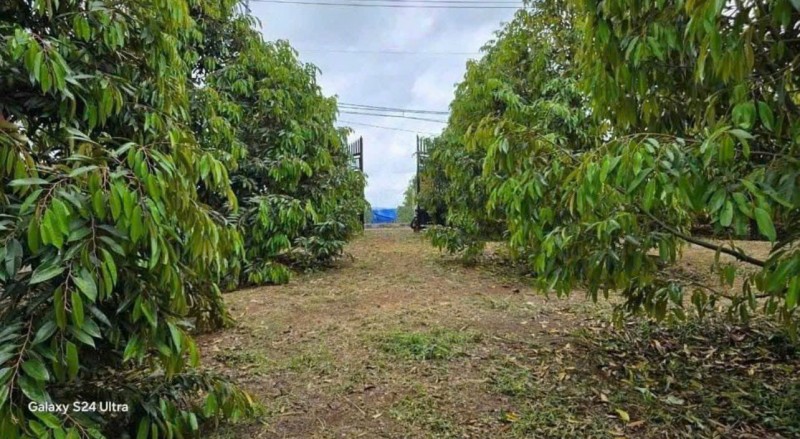 CẢ NHÀ SANG MỸ ĐỊNH CƯ KHÔNG CÓ AI CHĂM VƯỜN NÊN CẦN BÁN GẤP VƯỜN SẦU RIÊNG 300 CÂY CÓ HỆ THỐNG