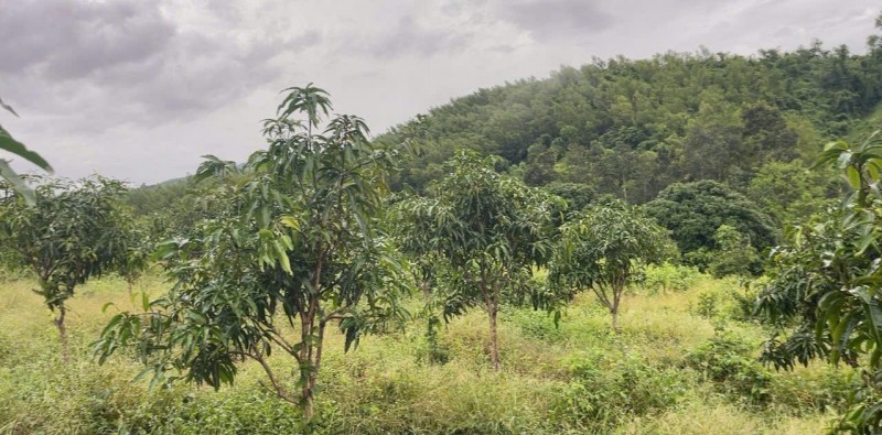 BÁN LÔ ĐẤT THÔN TÂY NAM, XÃ SÔNG CẦU, HUYỆN KHÁNH VĨNH, KHÁNH HOÀ.
