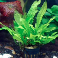 Cá Betta Cảnh UIT chia sẻ bạn kinh nghiệm chọn cây thủy sinh