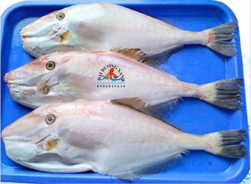 Cá bò da