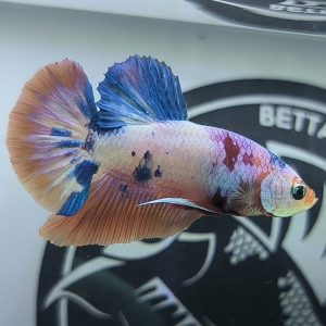 Cá Betta Cảnh UIT giới thiệu mẫu Betta Koi Nemo Candy cực đẹp