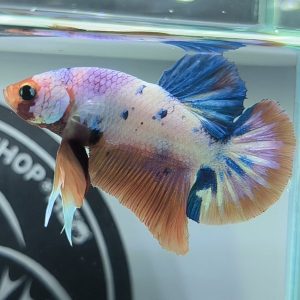 Cá Betta Cảnh UIT giới thiệu mẫu Betta Koi Nemo Candy cực đẹp
