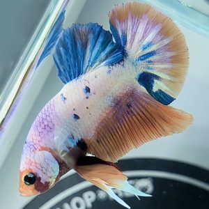 Cá Betta Cảnh UIT giới thiệu mẫu Betta Koi Nemo Candy cực đẹp