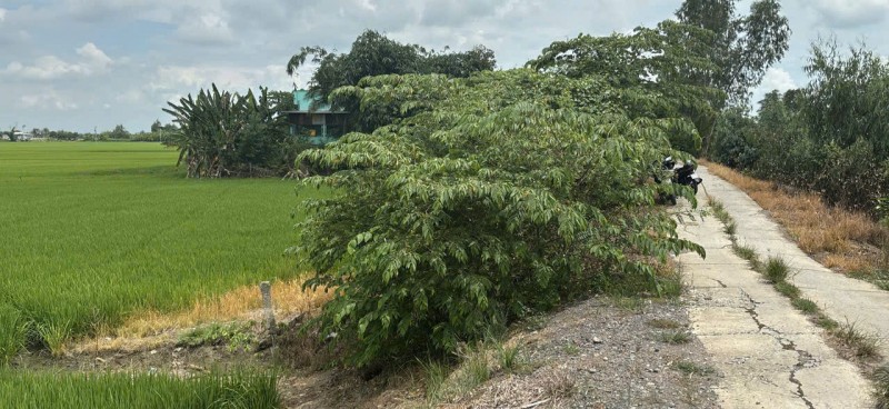 Bán đất full thổ cư, đường betong, p3 kiến tường loang an
