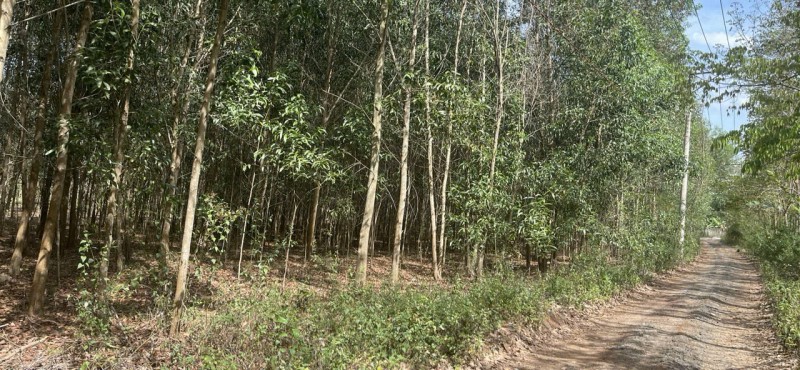 ĐẤT CHÍNH CHỦ - GIÁ CẮT LỖ  - CHÍNH CHỦ CẦN Bán Lô Đất Tại Xuân Trường, Xuân Lộc, Đồng Nai