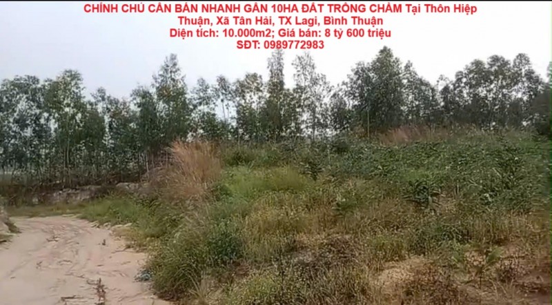 CHÍNH CHỦ CẦN BÁN NHANH GẦN 10HA ĐẤT TRỒNG CHÀM Tại LaGi, Bình Thuận - Giá Siêu Rẻ
