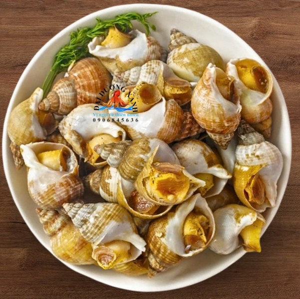 ốc bulot Pháp 