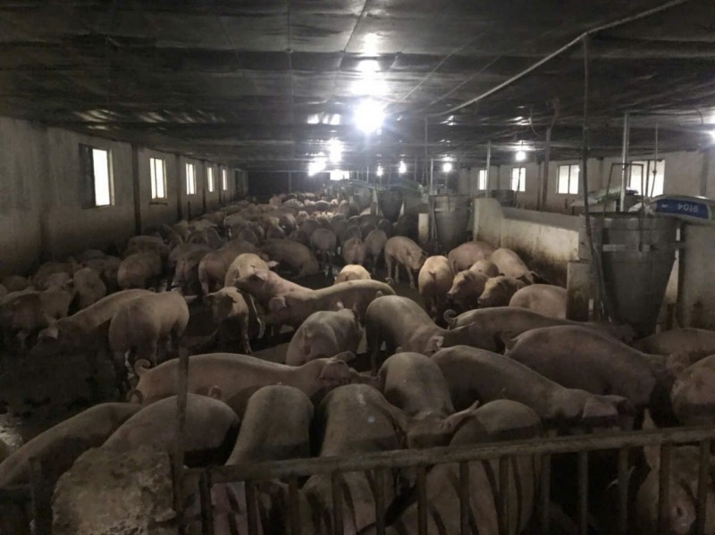 Trang trại chăn nuôi heo qui mô lớn 10 hécta