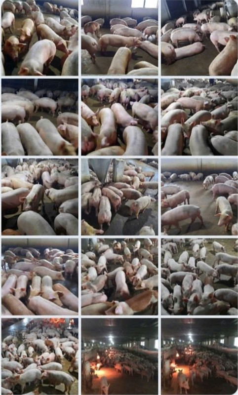 Trang trại chăn nuôi heo qui mô lớn 10 hécta