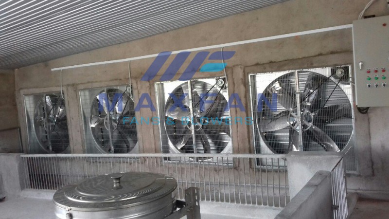 Làm mát chuồng trại chăn nuôi bằng quạt hút trang trại