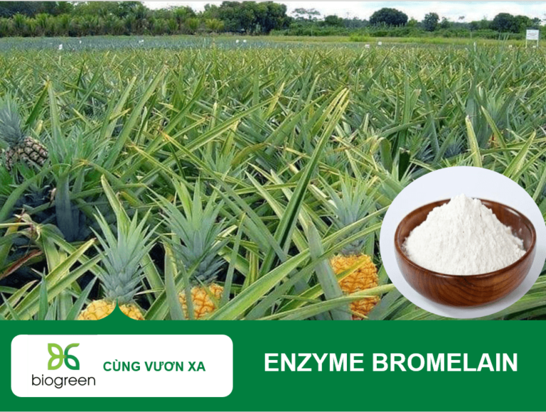 Khám Phá Enzyme Bromelain – 