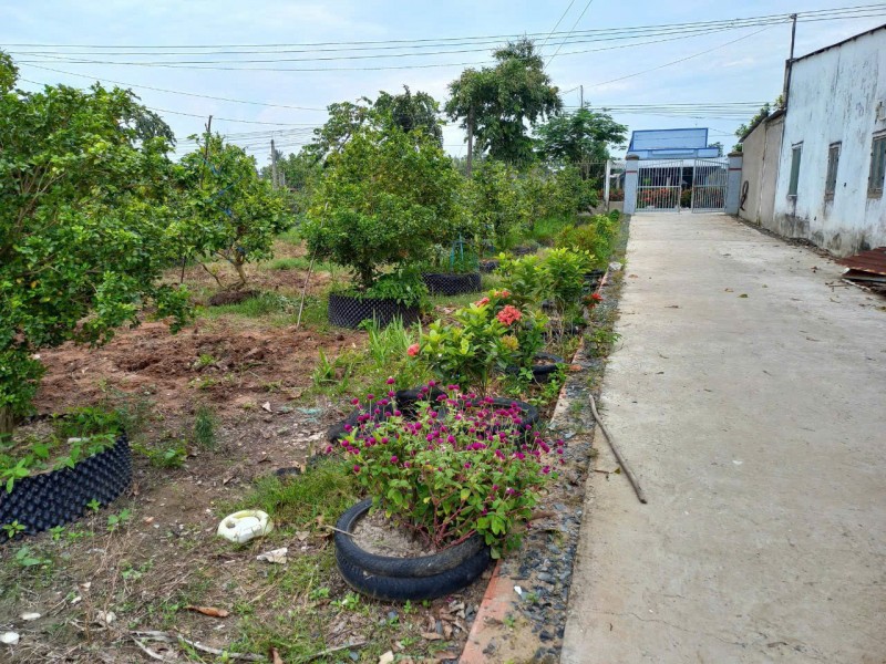 Chính chủ bán đất thổ cư xã Phước Hậu, huyện Long Hồ, tỉnh Vĩnh Long.